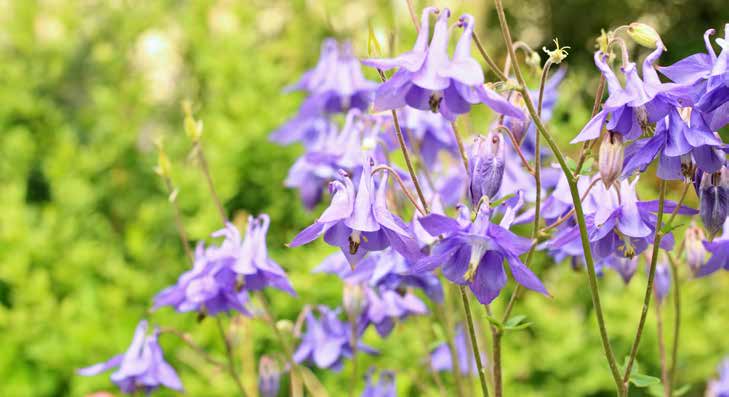 Lila Akeleiblüten vor grünem, unscharfem Hintergrund